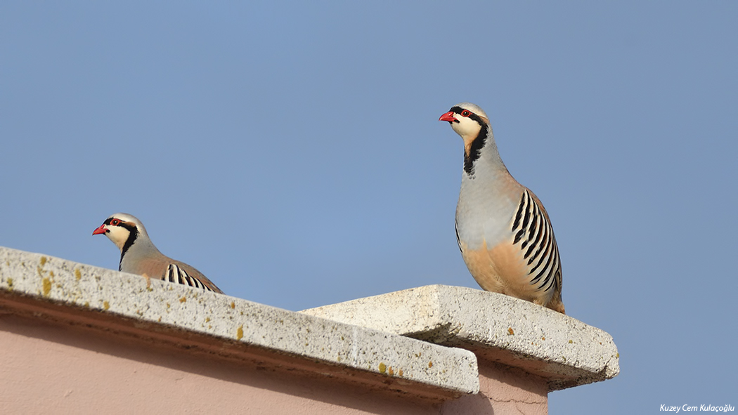 Chukar Partridge