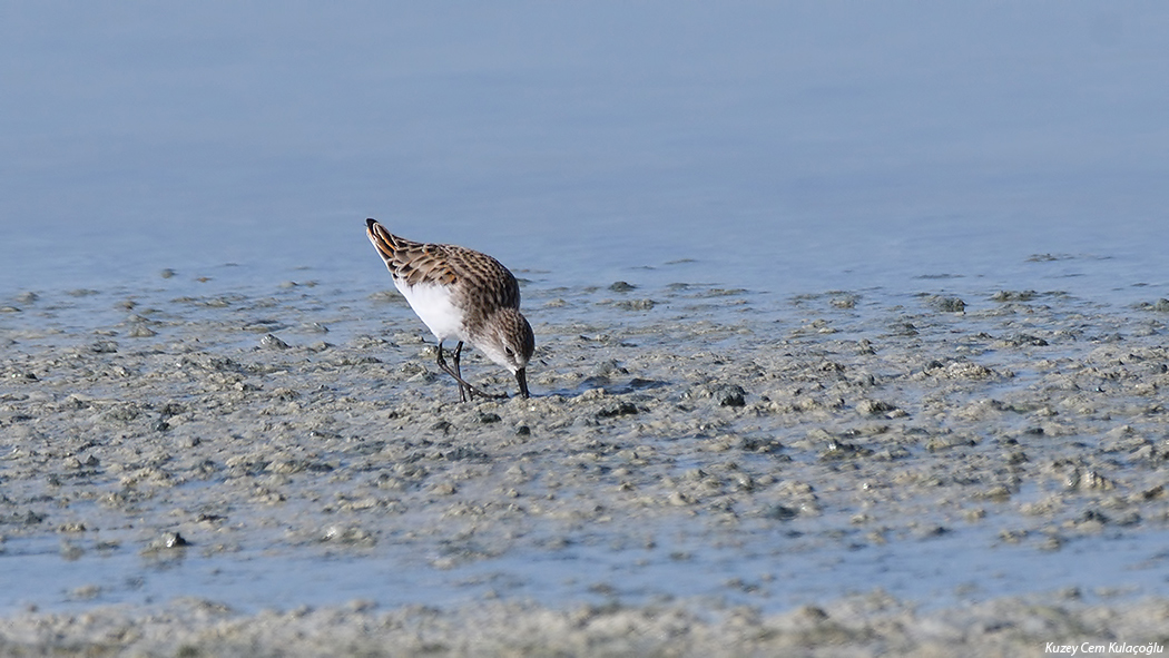 Little Stint