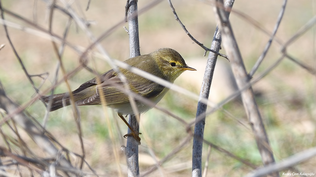 Willow Warbler