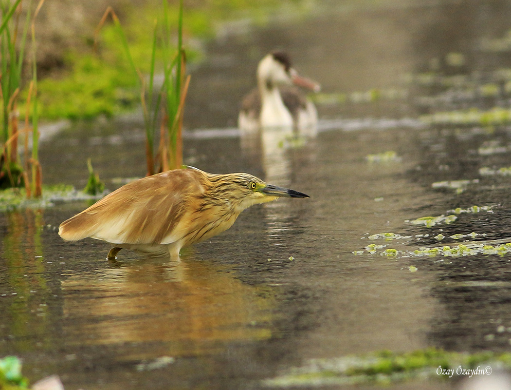 Squacco Heron