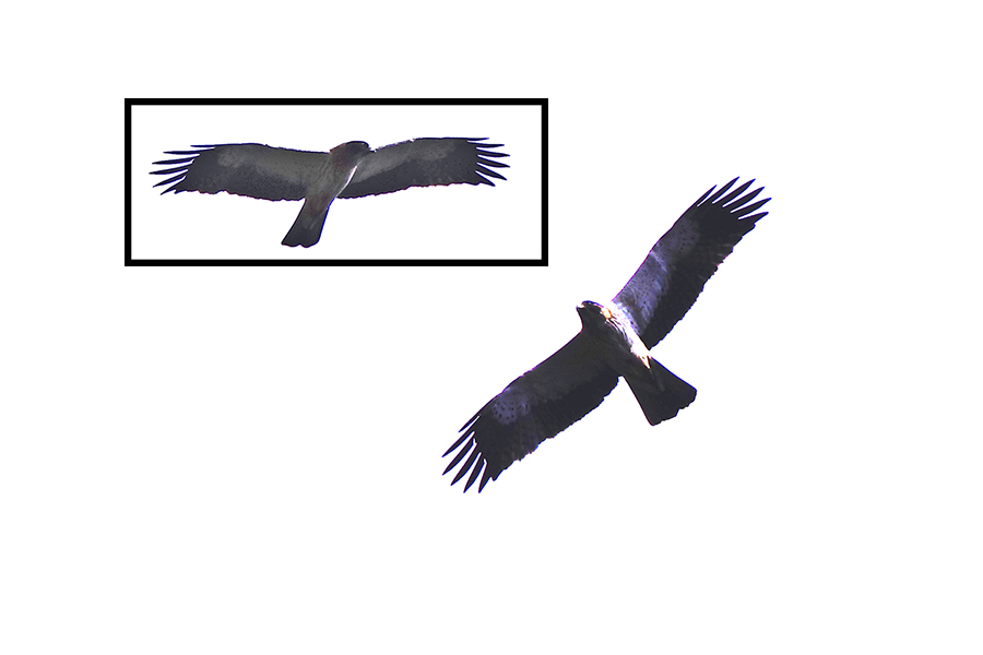 Booted Eagle