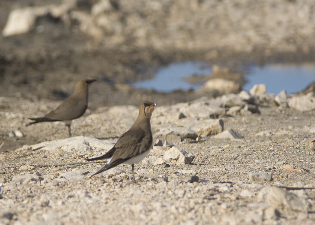 Collared Pratincole