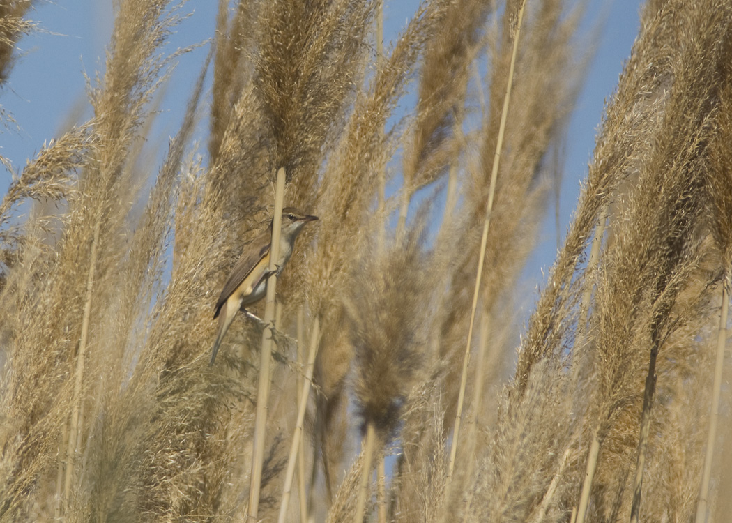 Great Reed Warbler