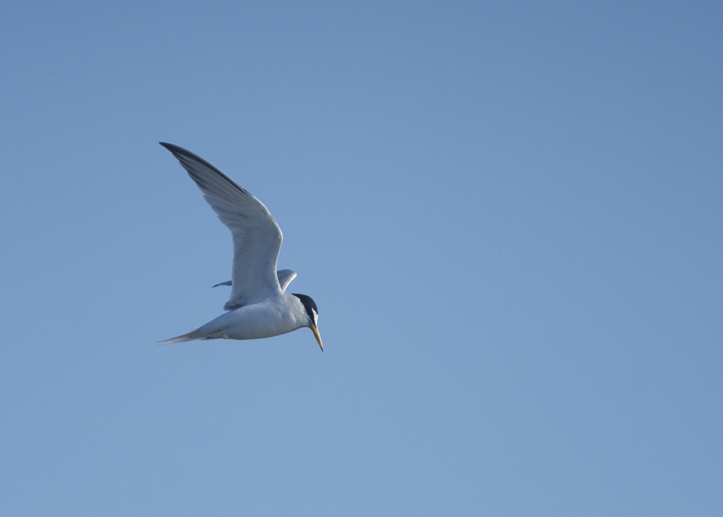 Little Tern
