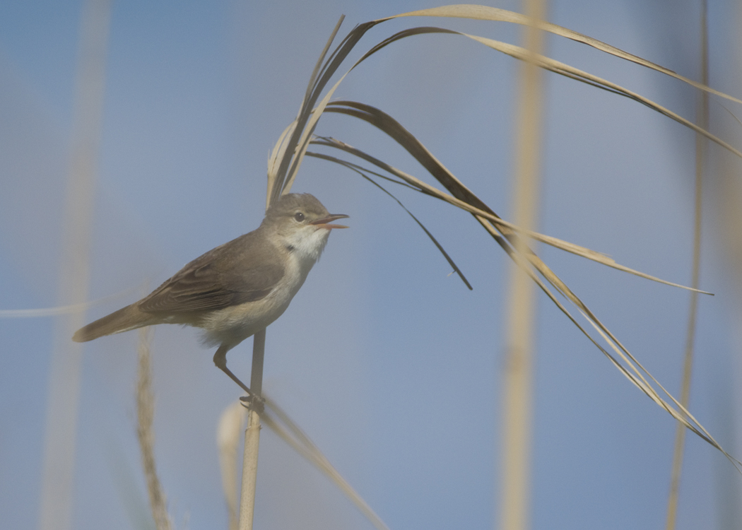 Common Reed Warbler