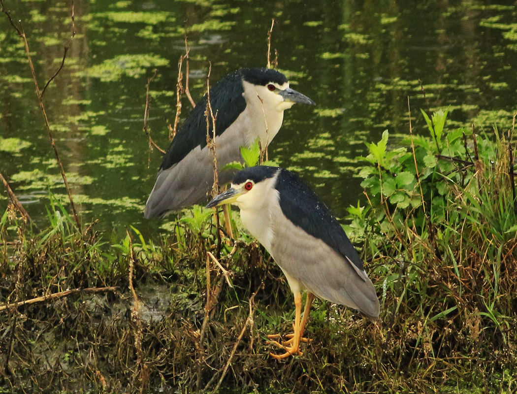 Black-crowned Night Heron