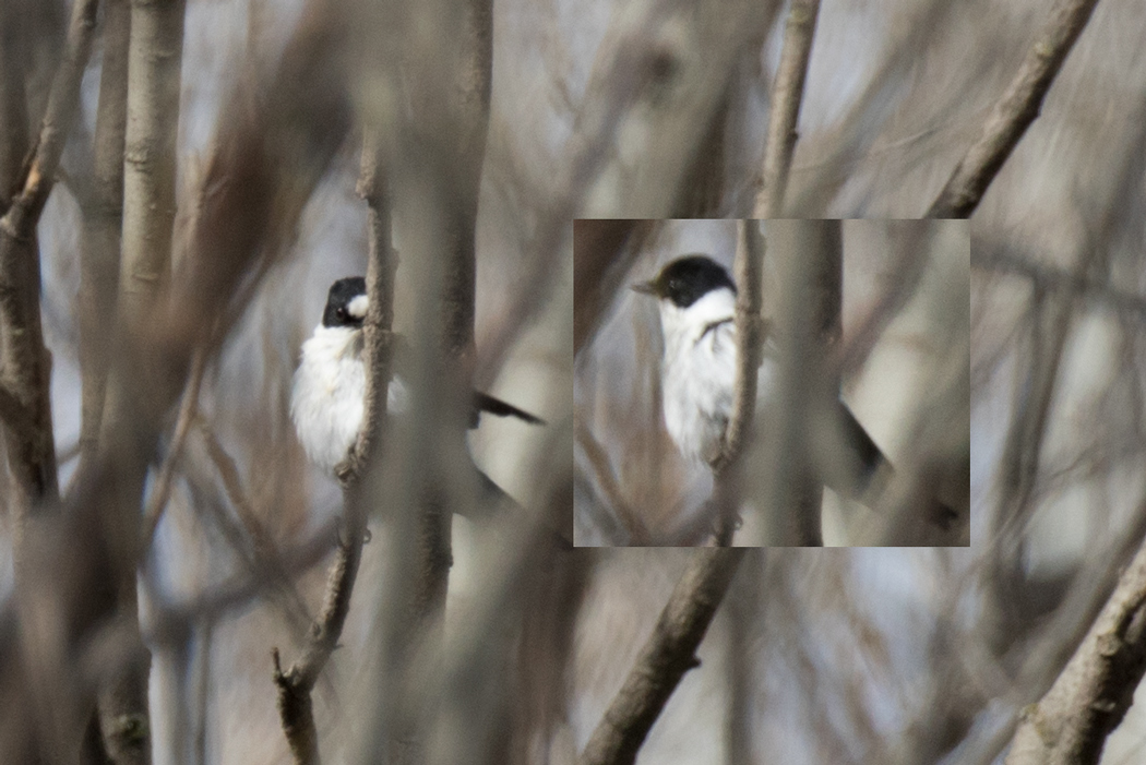 Collared Flycatcher