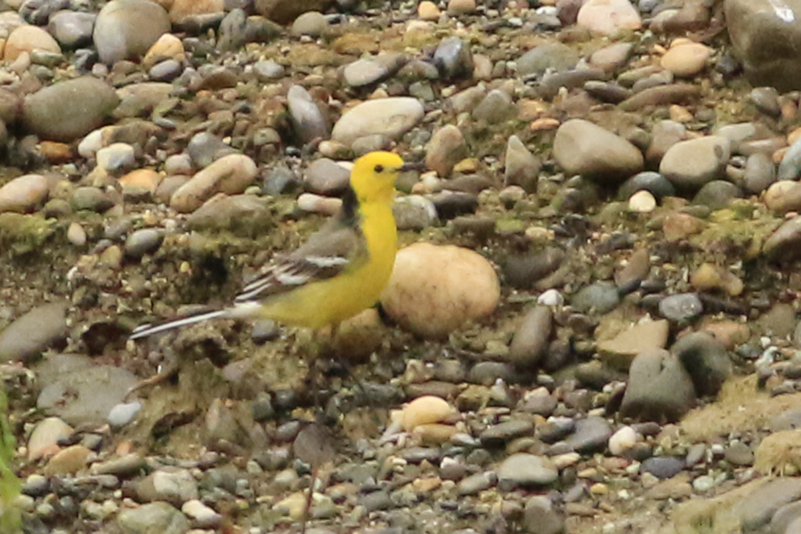 Citrine Wagtail