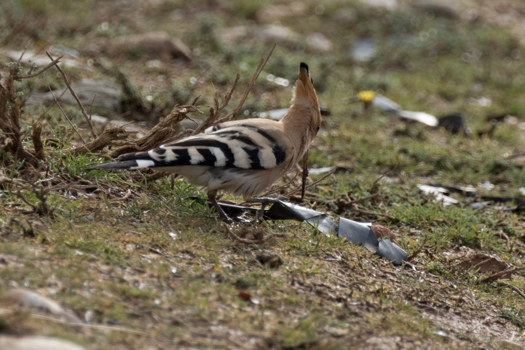 Common Hoopoe