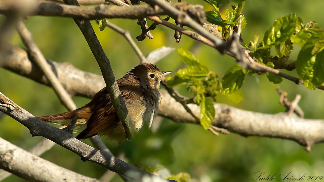Common Nightingale