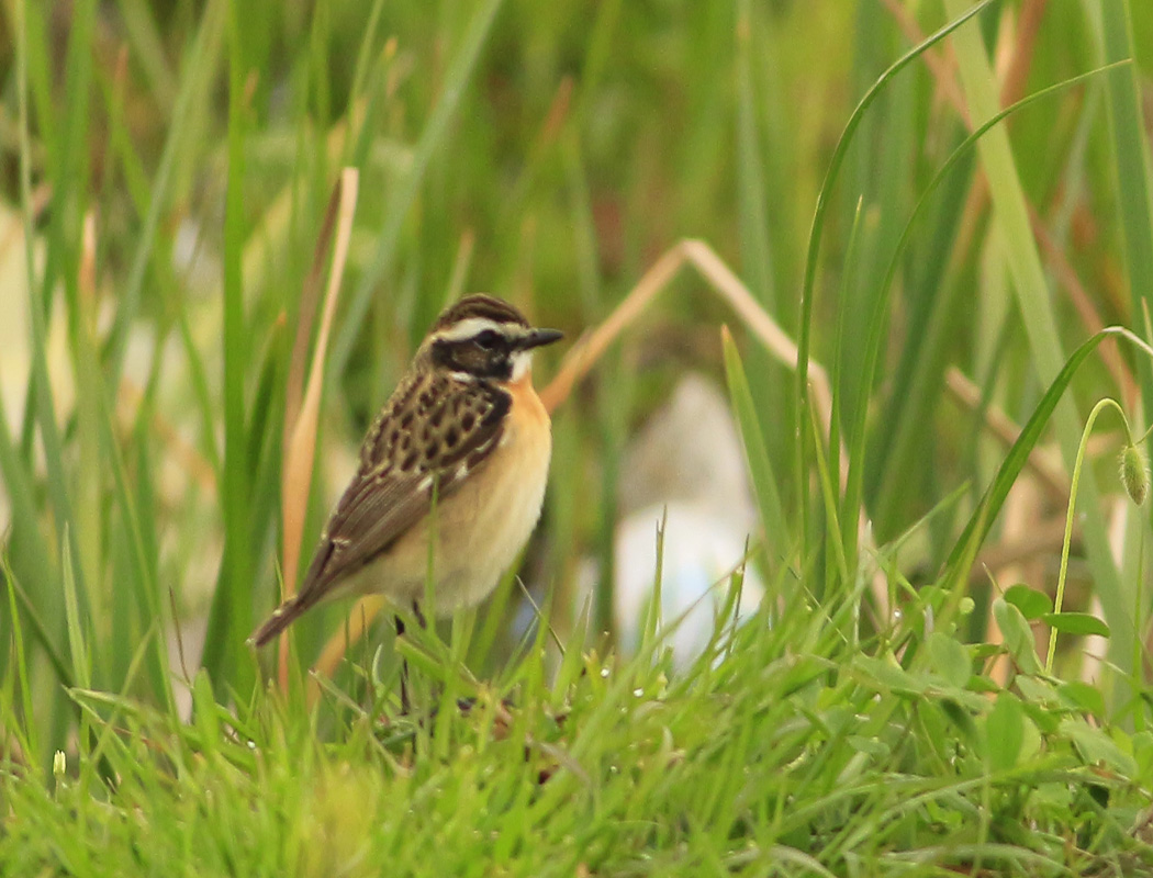Whinchat