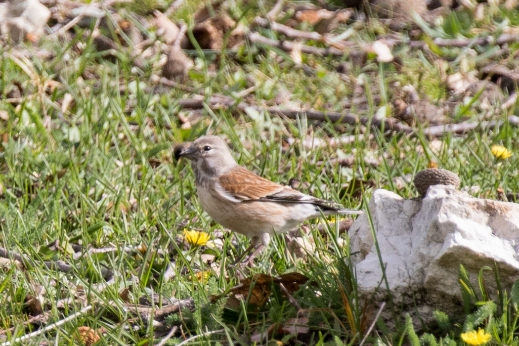 Common Linnet