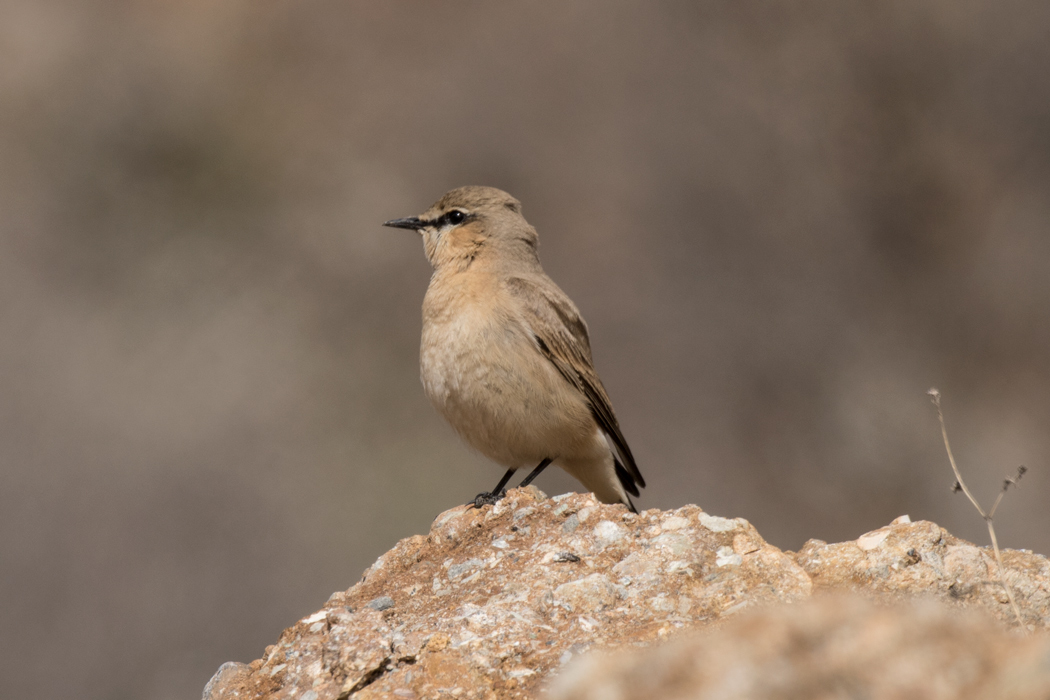 Isabelline Wheatear