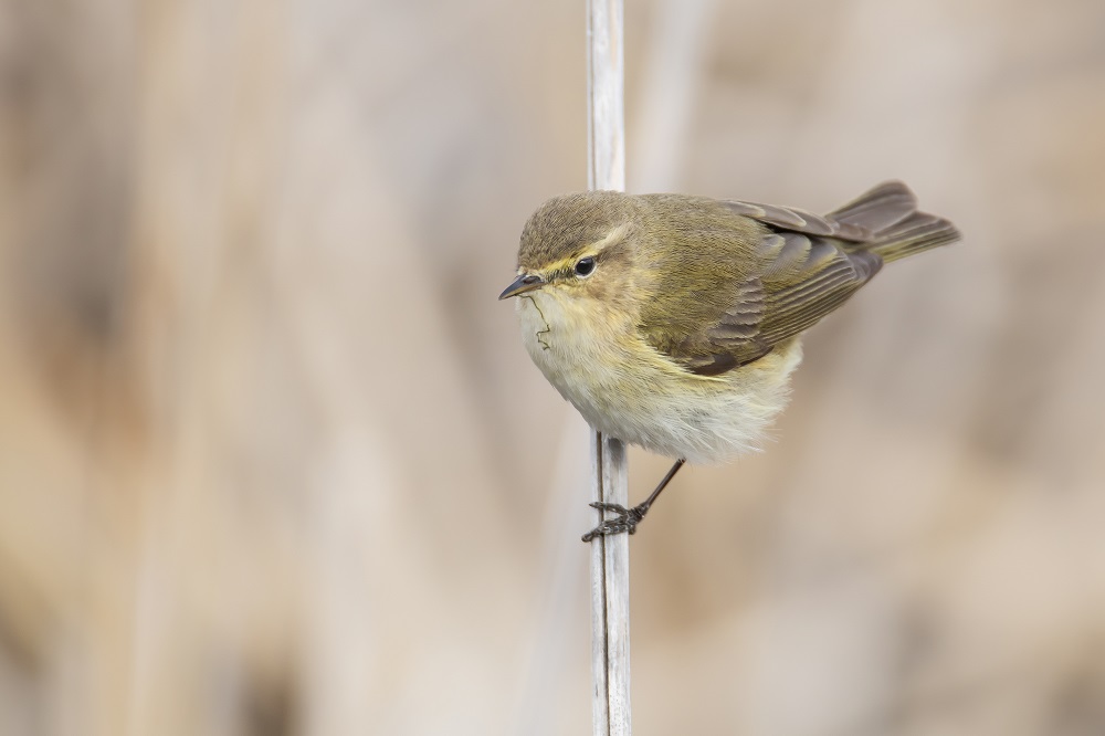 Common Chiffchaff