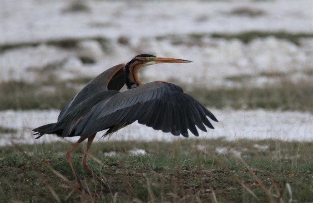 Purple Heron
