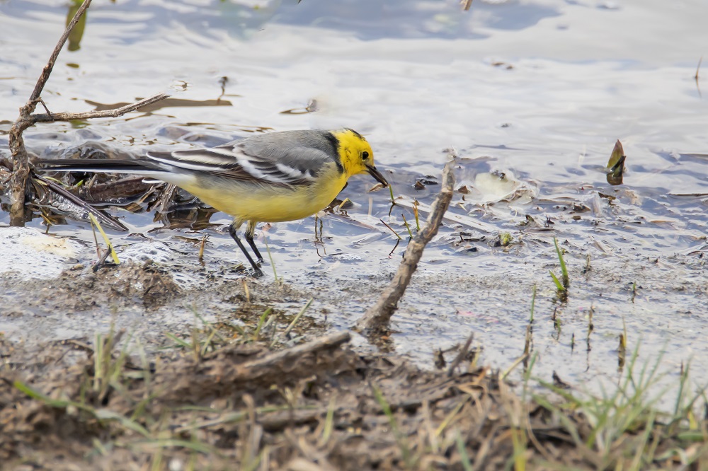 Citrine Wagtail
