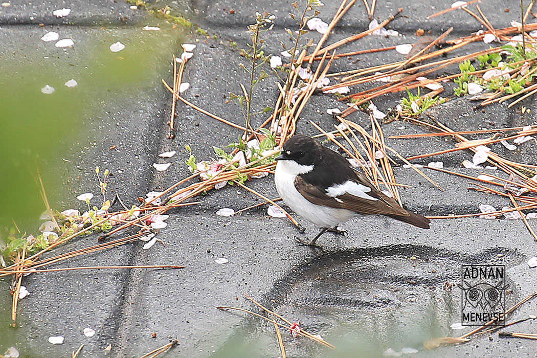 European Pied Flycatcher
