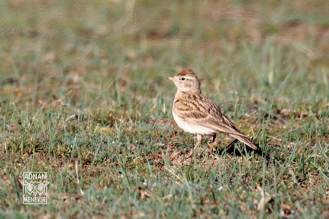 Greater Short-toed Lark
