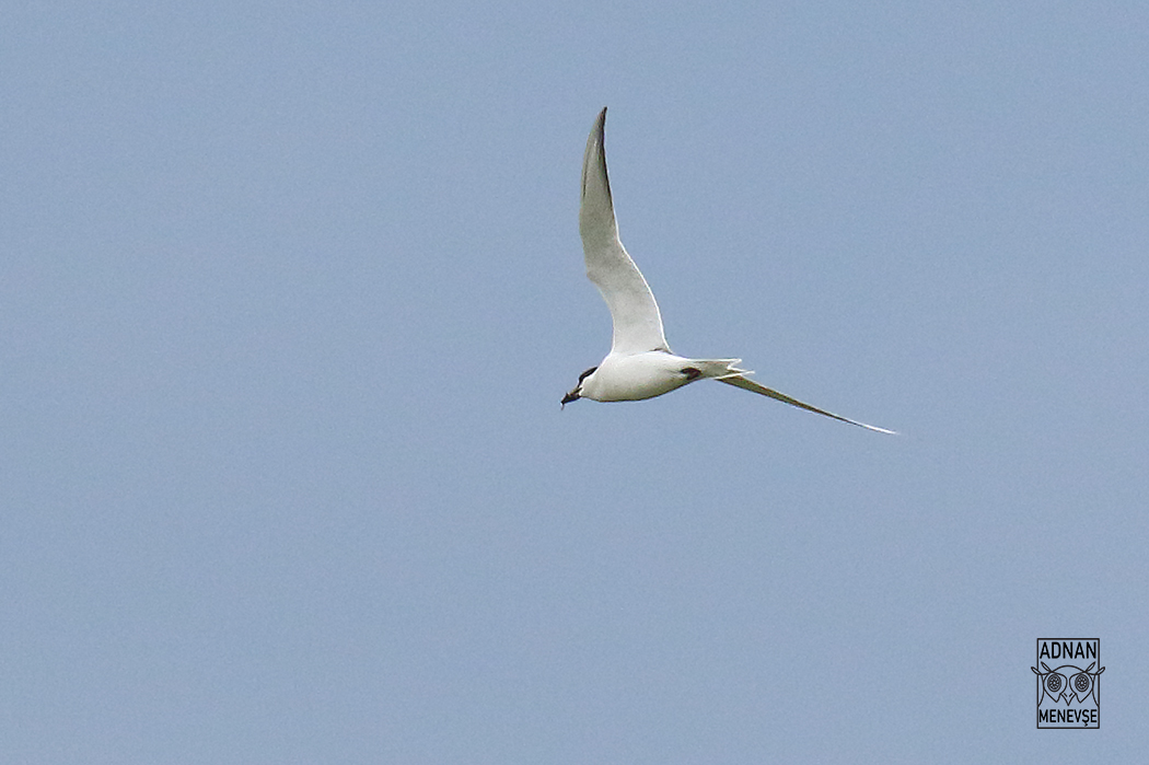 Gull-billed Tern