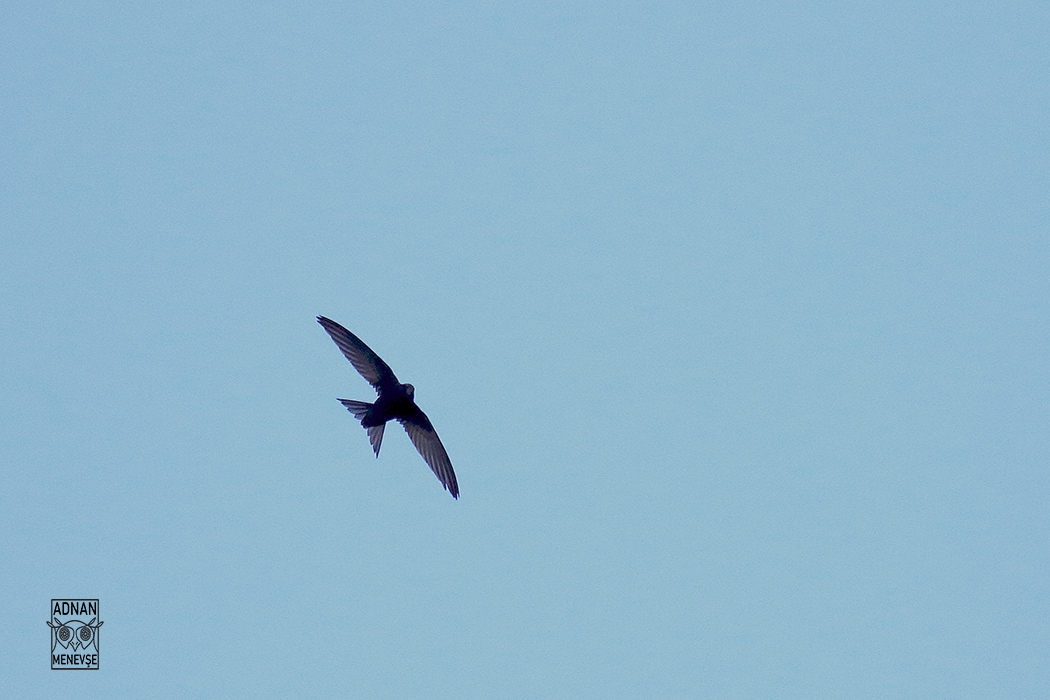 Common Swift