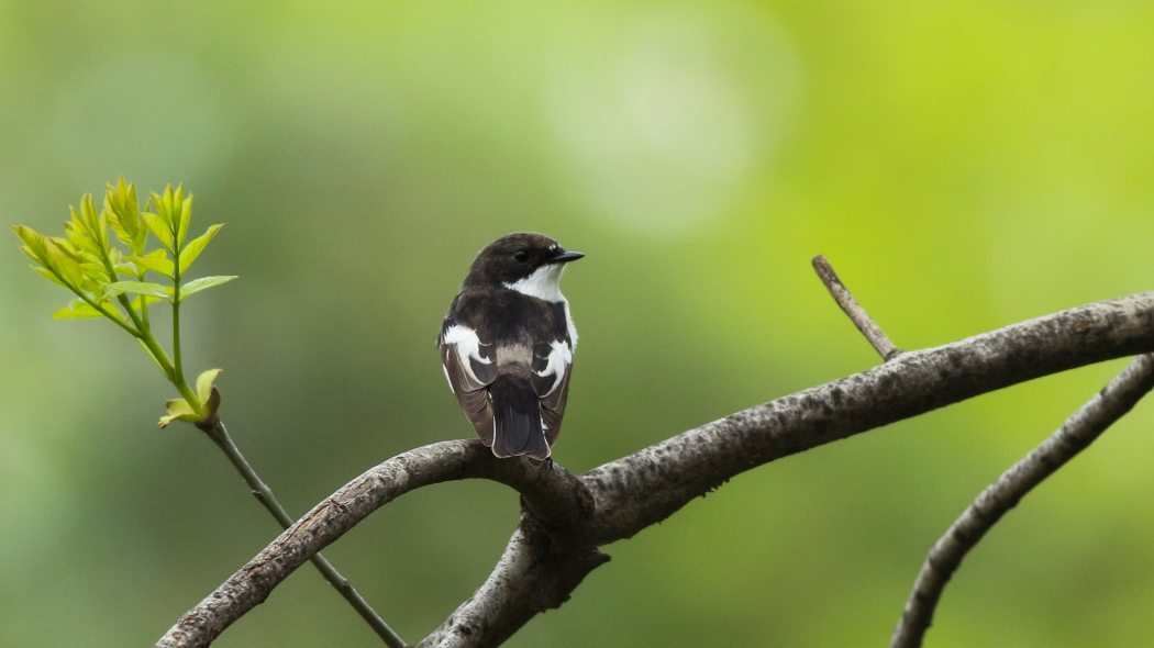 European Pied Flycatcher