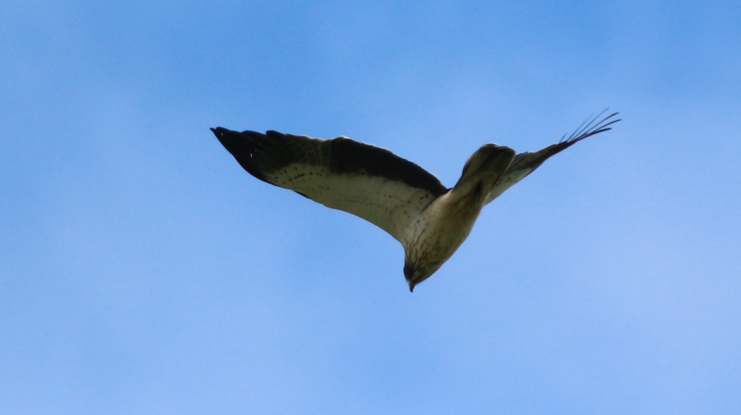 Booted Eagle