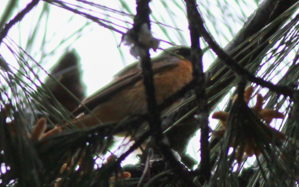 Common Redstart