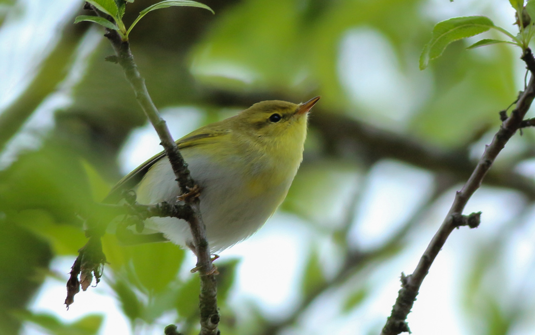 Wood Warbler