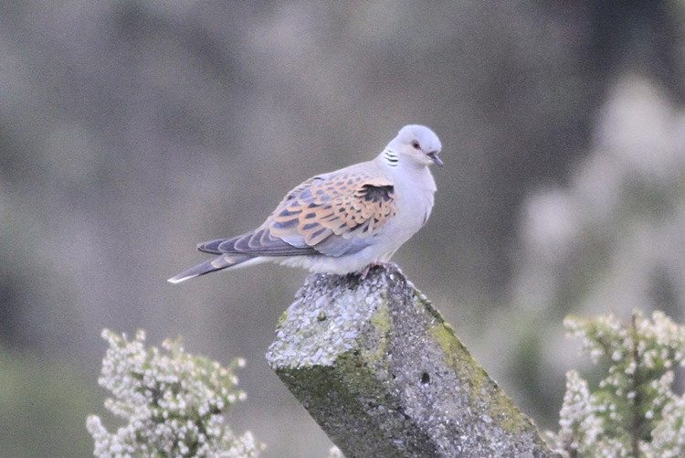 European Turtle Dove