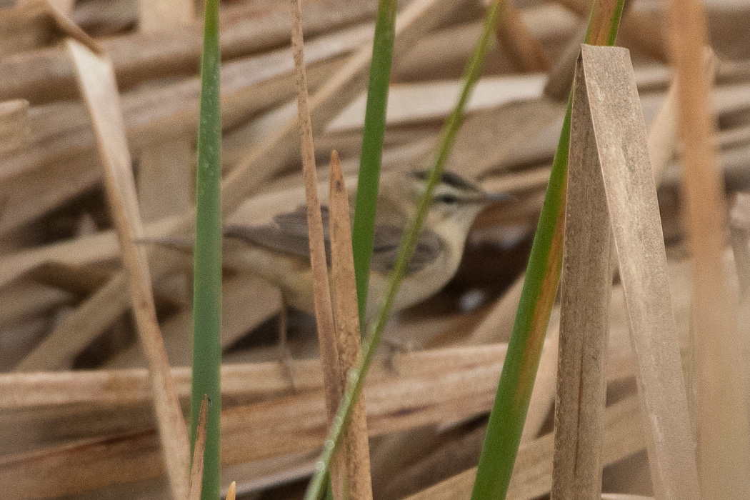 Sedge Warbler