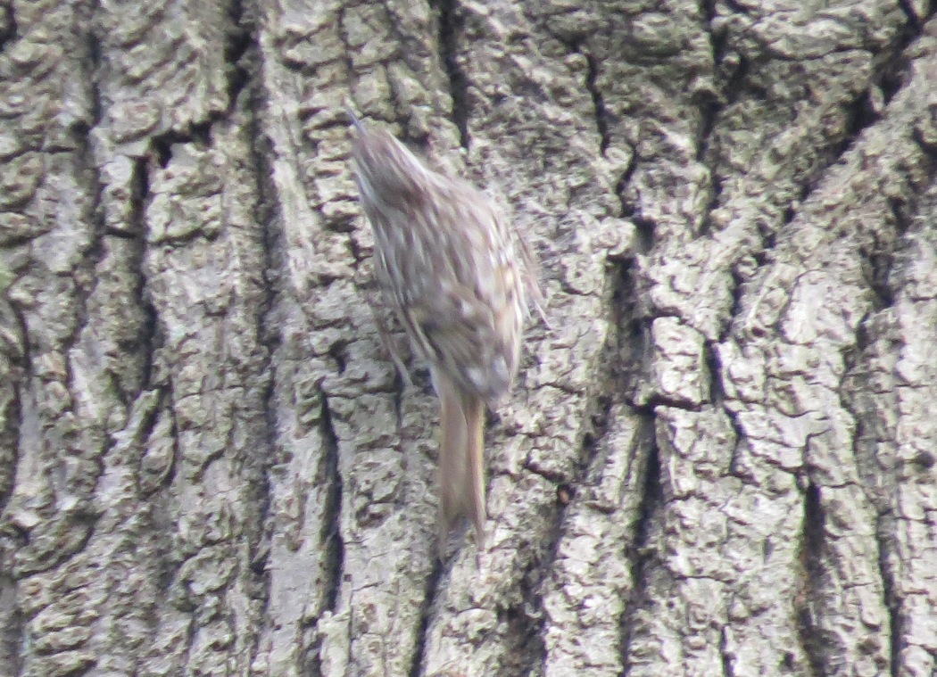 Short-toed Treecreeper
