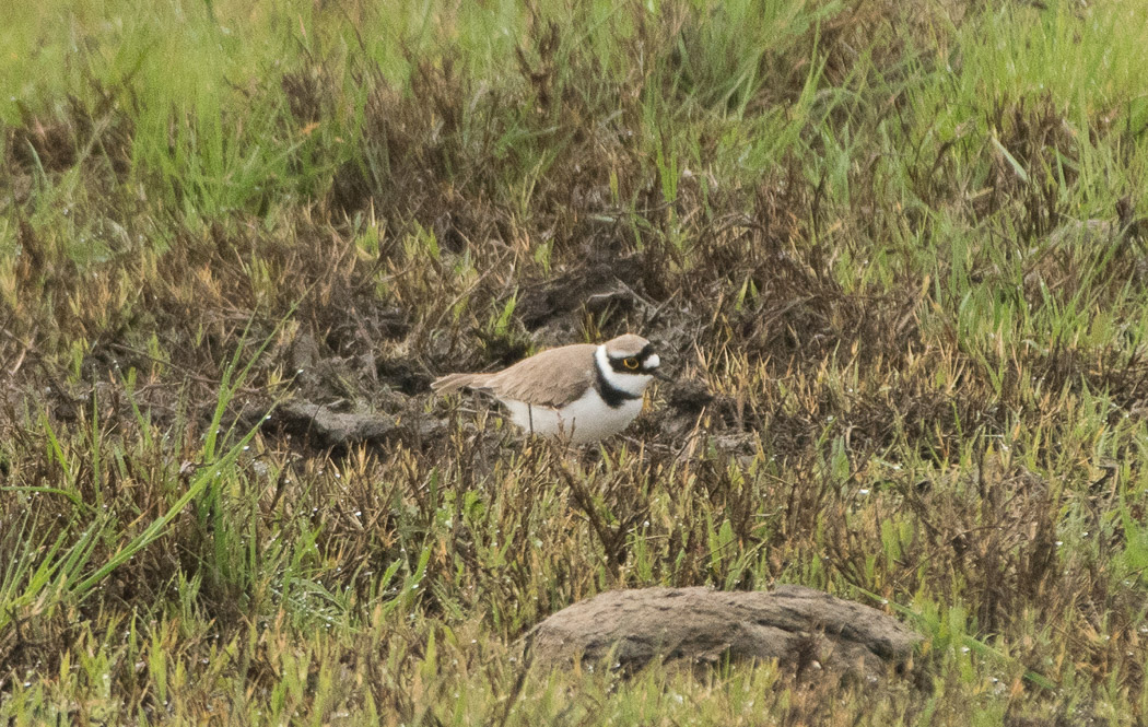Little Ringed Plover