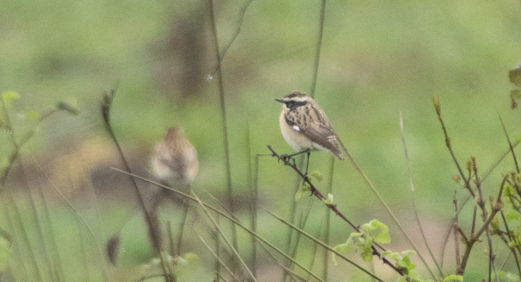 Whinchat