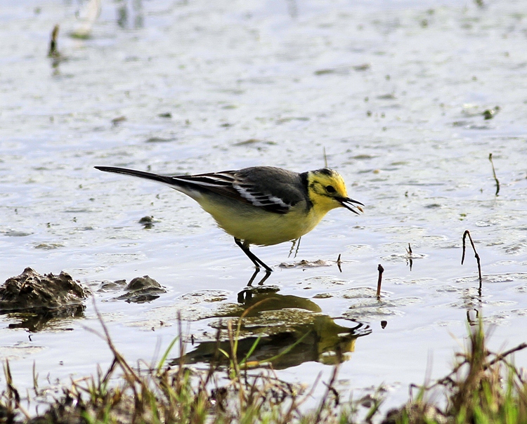 Citrine Wagtail