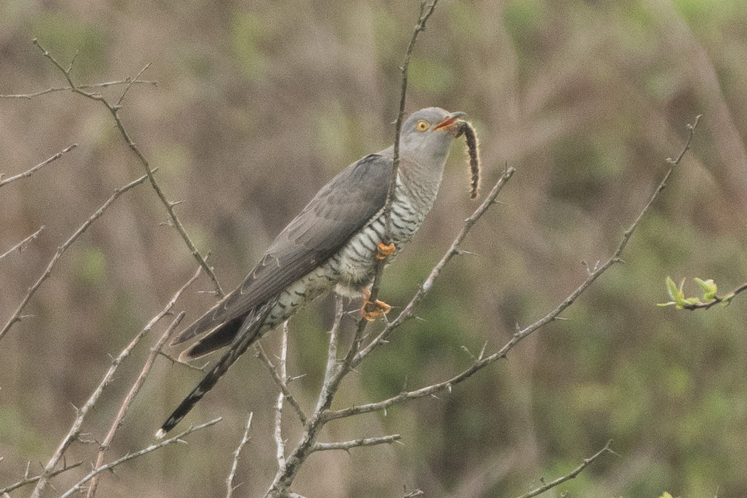 Common Cuckoo