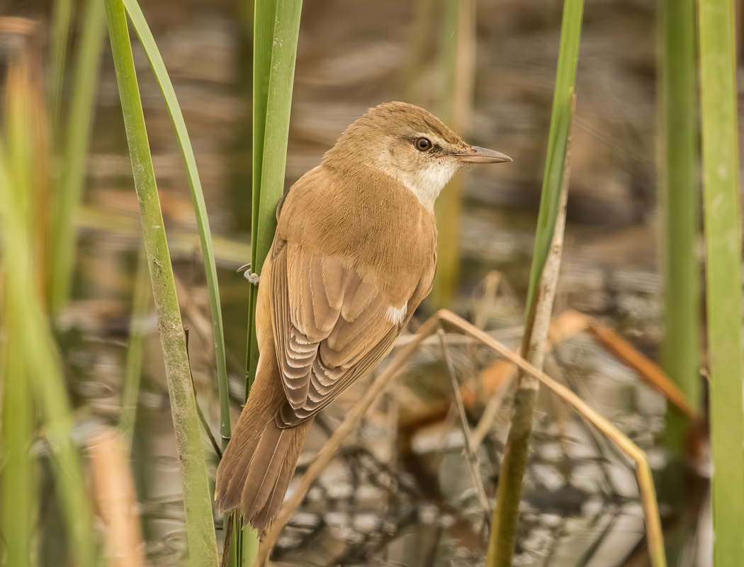 Great Reed Warbler