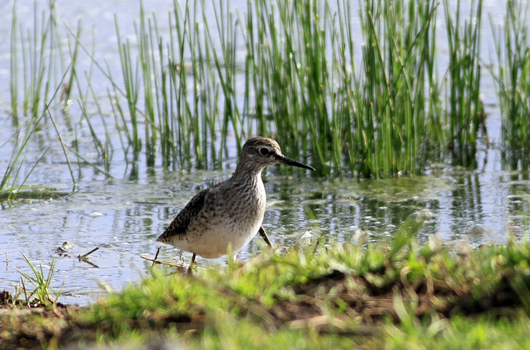 Wood Sandpiper
