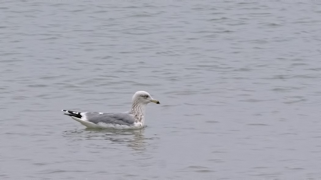 European Herring Gull