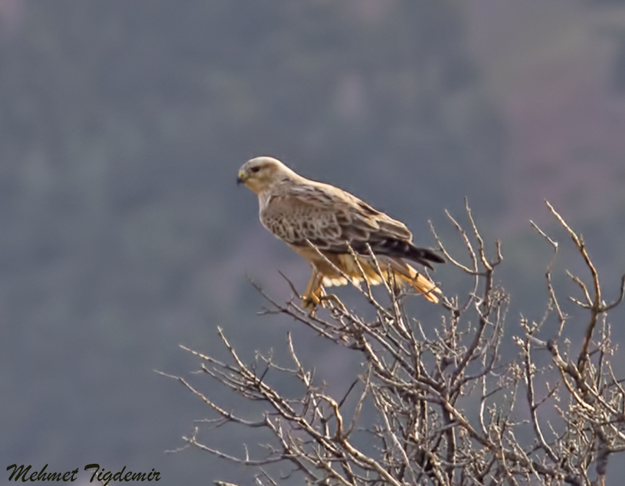 Long-legged Buzzard