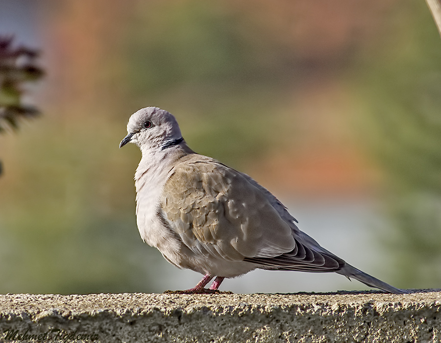 Eurasian Collared Dove