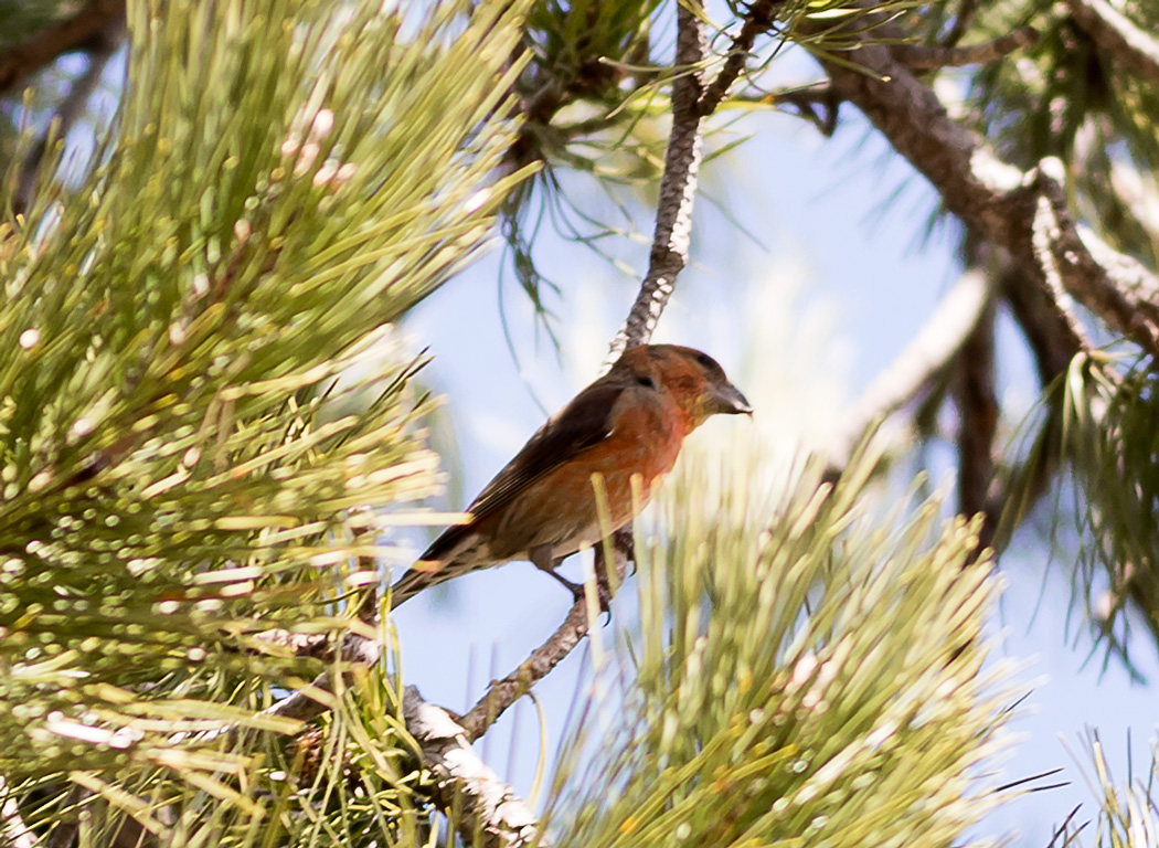 Red Crossbill