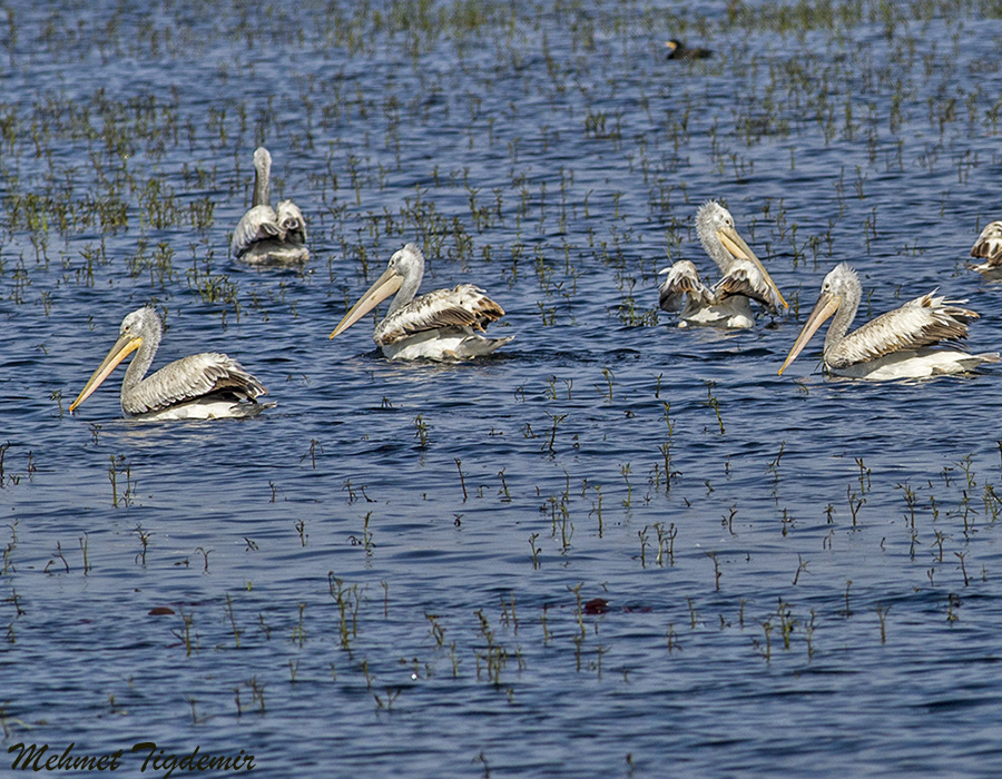 Dalmatian Pelican