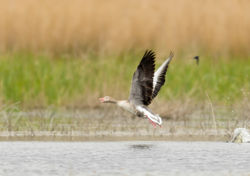 Greylag Goose