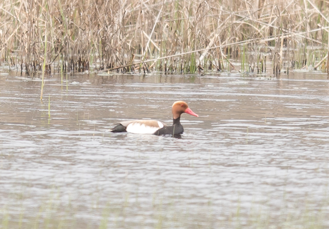 Red-crested Pochard