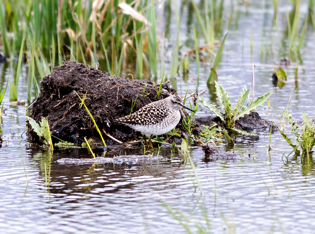 Wood Sandpiper