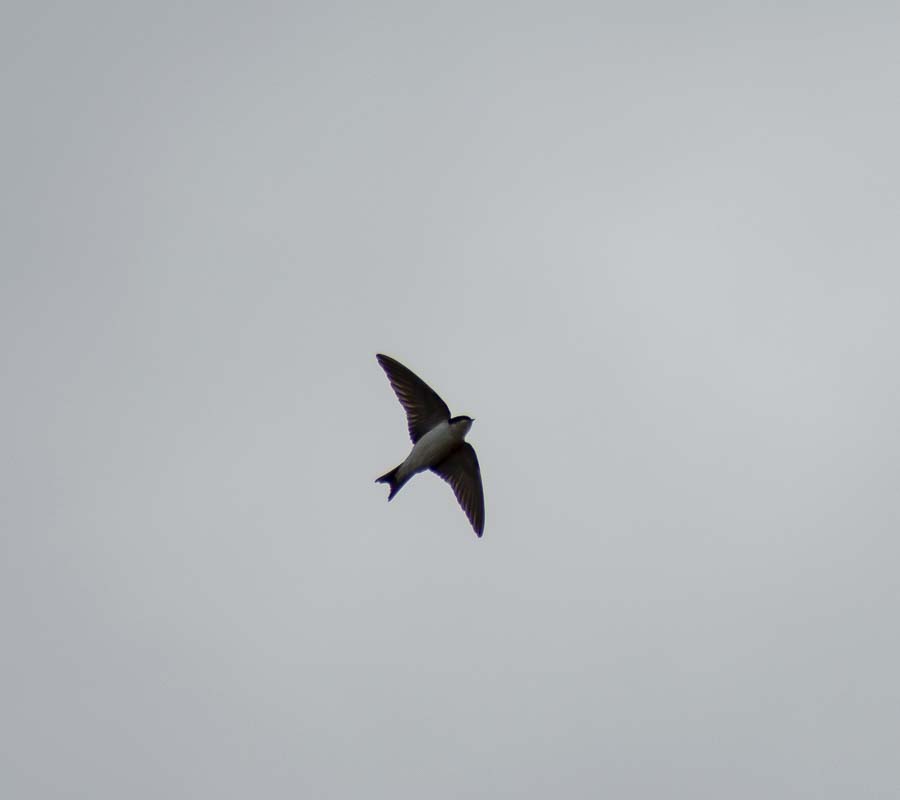 Western House Martin