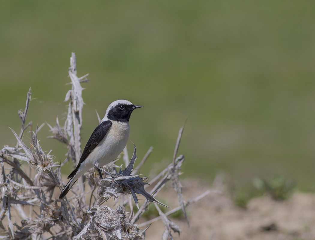 Black-eared Wheatear