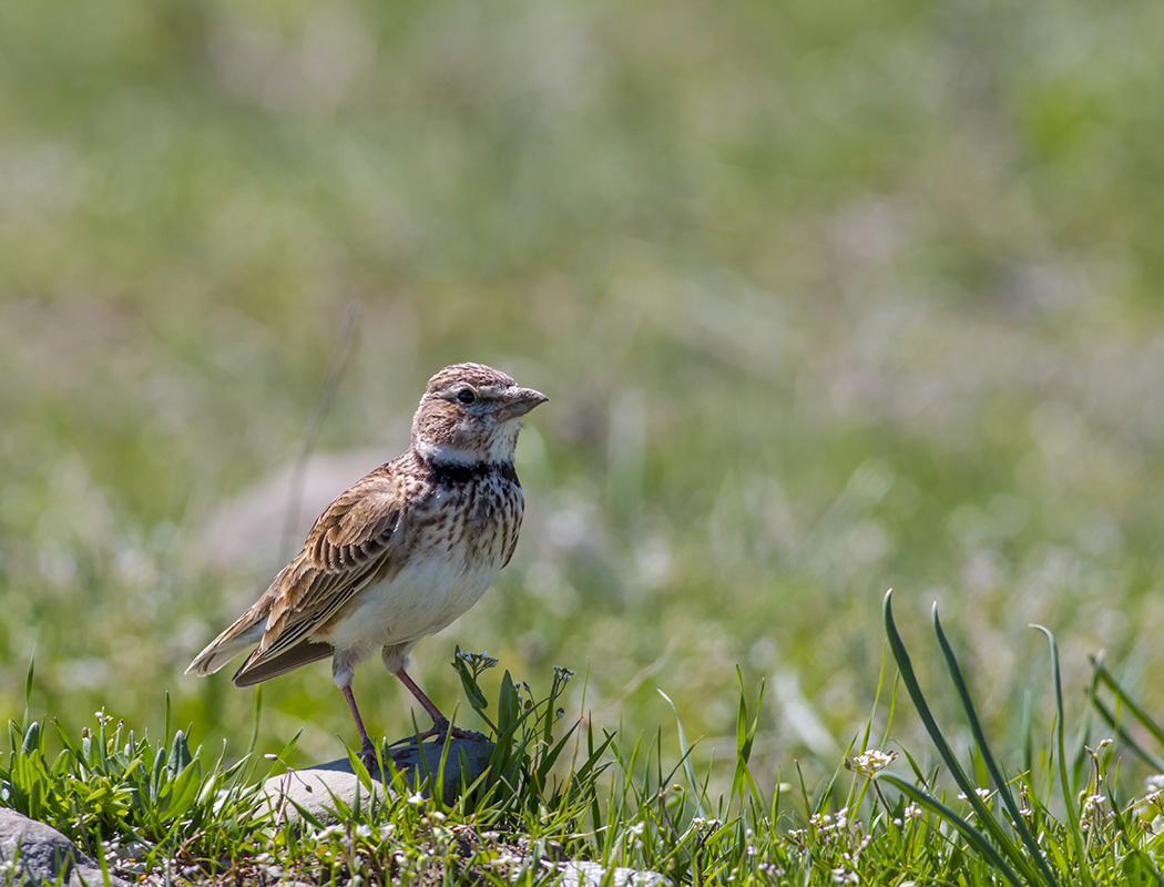 Calandra Lark