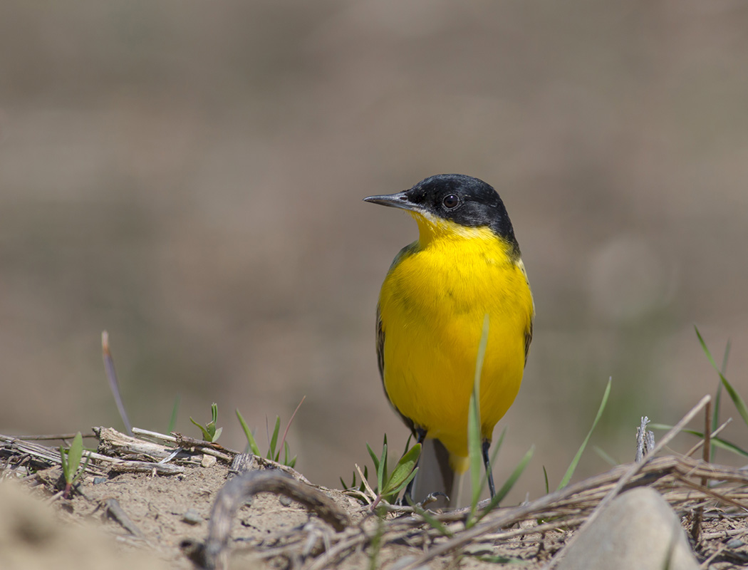 Western Yellow Wagtail