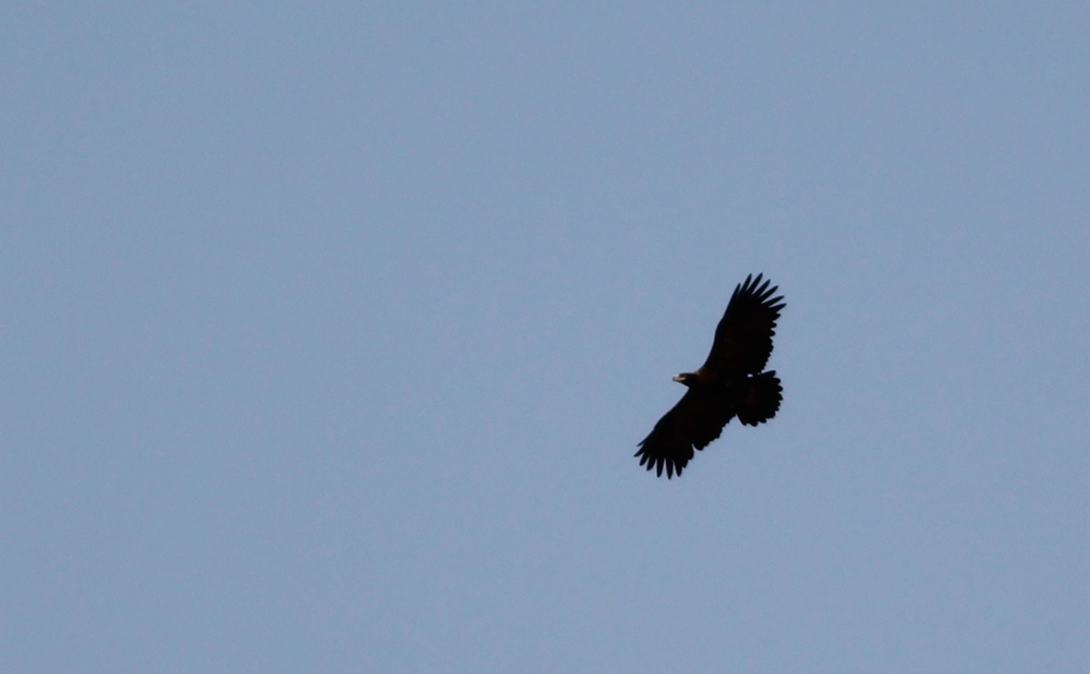 Greater Spotted Eagle